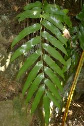 Asplenium oblongifolium. Mature pinnate lamina with acuminate pinna apices and serrate margins.
 Image: L.R. Perrie © Leon Perrie CC BY-NC 3.0 NZ